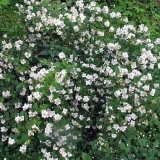 Lažna narandža (jasmin) vrtno zvono etoile (belle etoile): fotografija i opis, recenzije